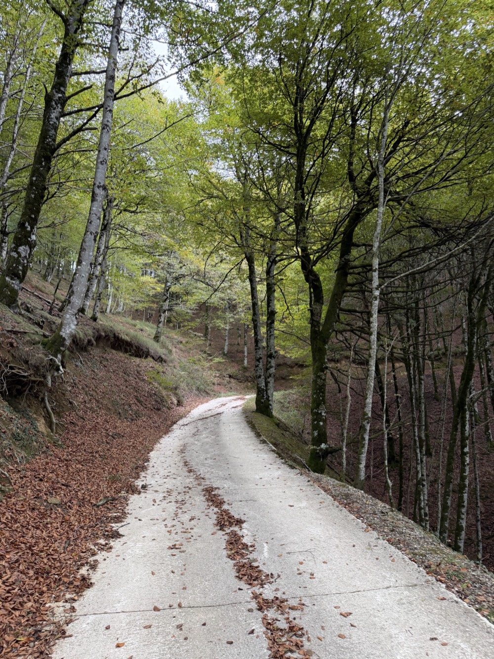 Pista asfaltada que serpentea por un hayedo