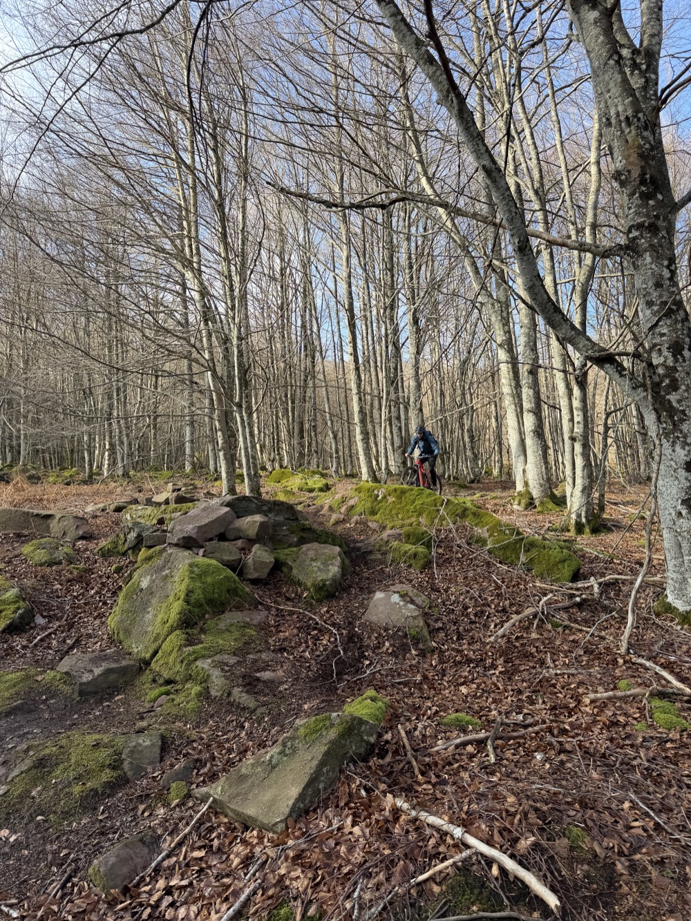 Ciclista de montaña bajando entre hayas y rocas cubiertas de musgo